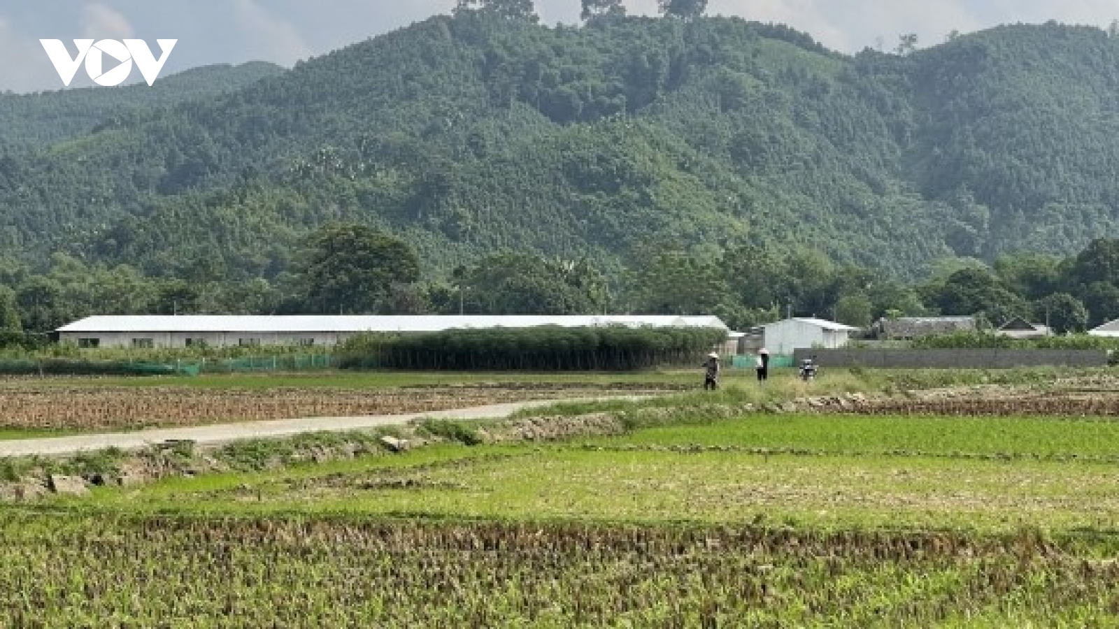 Người dân Văn Yên, Yên Bái bức xúc vì cơ sở chăn nuôi lợn gây ô nhiễm